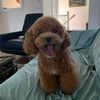 tinny_yu